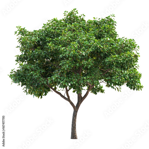 Black Pepper Tree isolated on transparent background