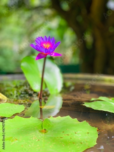 pink water lily