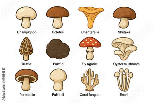 Illustrated collection of edible mushrooms with varied types and names