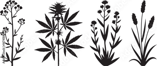 A collection of distinct botanical silhouettes, including herbs and grasses, captured in a clean black and white design.