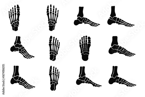 Set of anatomical foot and ankle bone illustrations in various views