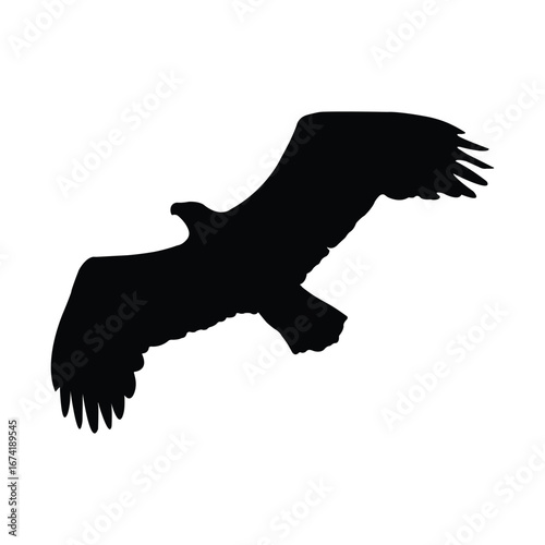 Black silhouette of an eagle in flight with wings spread on white background bird of prey