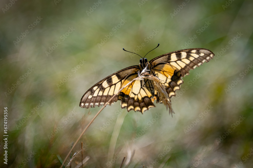 Fototapeta premium Papilio machaon