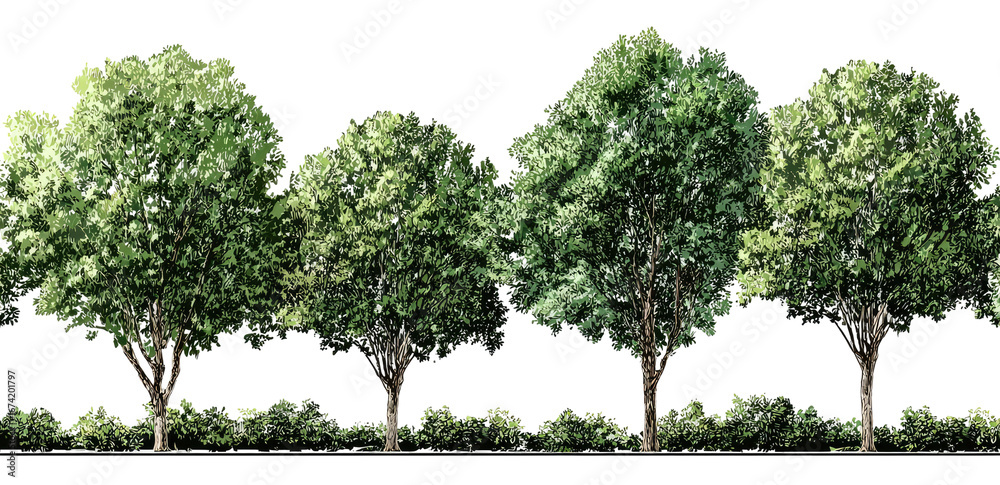 Fototapeta premium Row of lush green trees