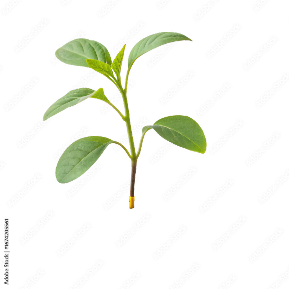 Obraz premium Small green plant isolated on transparent background, a symbol of growth A small green plant isolated on a white background, symbolizing growth and nature's vitality. Ideal for botanical studies