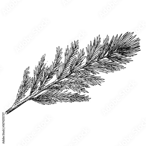 Fir Branch Engraving Illustration Detailed Evergreen Tree Drawing