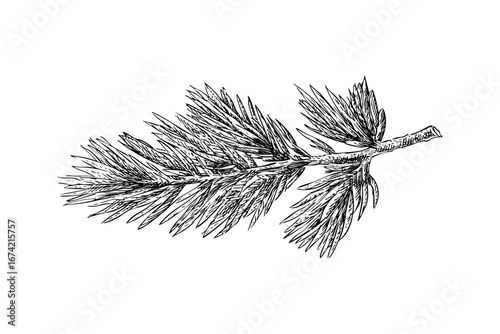 Pine Branch Engraving Illustration Detailed Evergreen Tree Drawing