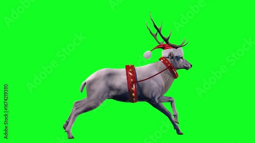 White northern reindeer running on green screen seamless loop animation. 3d rendering.