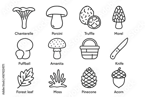 Mushroom and nature icons: chanterelle, porcini, truffle, morel, puffball