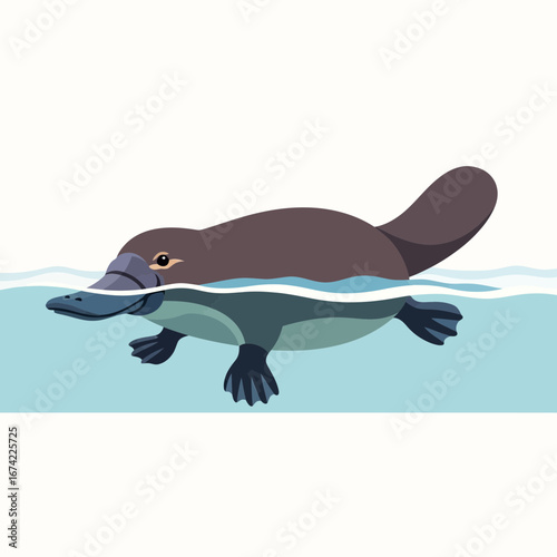 A platypus swims in clear blue water.