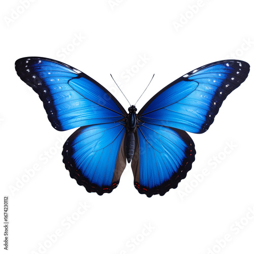 Beautiful blue butterfly in full body close-up portrait, flying with grace png 