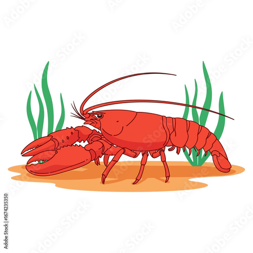 Red lobster on sandy seabed with green seaweed.