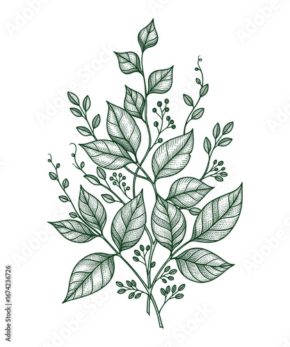 Botanical Vector Illustration with Leafy Branches for Natural and Organic Design Elements