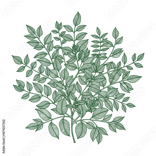 Dense Leaf Vector Illustration with Detailed Veins for Natural and Organic Designs