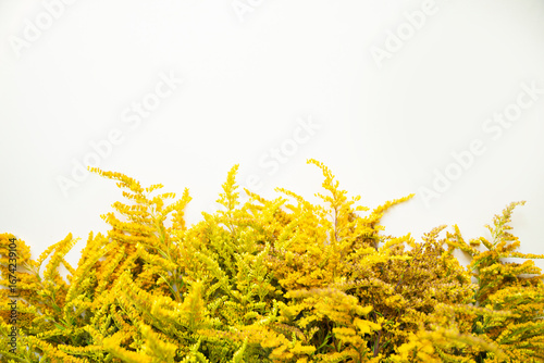 ragweed flower on white background