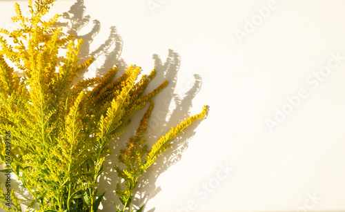 ragweed flower on white background