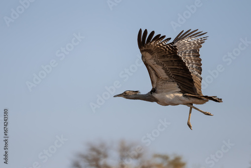 A kori bustard bird flying in blue skies