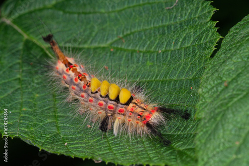 Une chenille poilue et brillament colorée de la Pudibonde rampe sur une feuille de framboisier (Calliteara pudibunda)