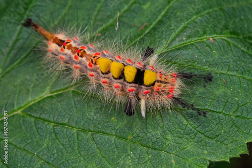 Une chenille poilue et brillament colorée de la Pudibonde rampe sur une feuille de framboisier (Calliteara pudibunda)