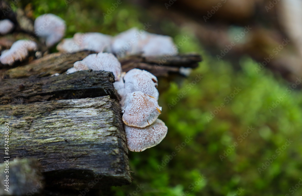 Fototapeta premium A group of delicate, textured fungi with a pale hue grows from a weathered piece of wood. The soft focus highlights the surrounding vibrant green moss, creating a contrast between the life on the fore