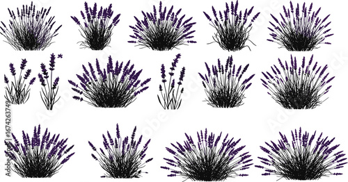 Lavender plant illustrations, botanical floral art, purple herb drawings, nature design elements, garden flower sketches, aromatic plant graphics, decorative wildflower vector set
