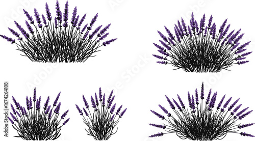 Lavender plant illustrations, botanical floral art, purple herb drawings, nature design elements, aromatic wildflower vector set