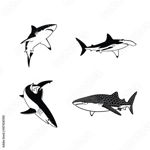 Black and White Illustration of Various Shark Species Hammerhead, Whale Shark and More