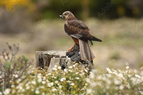 aguila lagunero macho