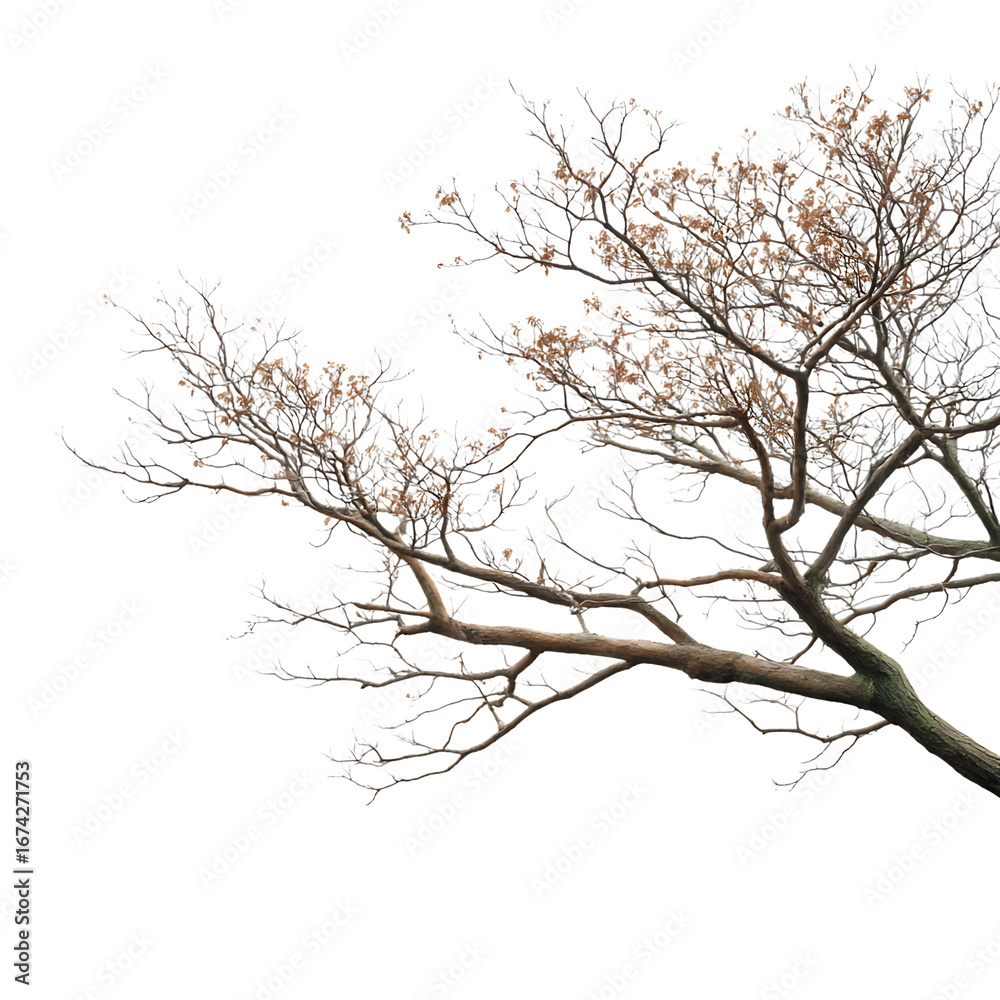 Fototapeta premium Bare tree branches against dark background isolated on transparent background