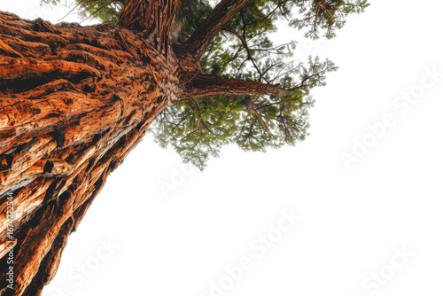 Transparent coast redwood tree for use in creative graphic work