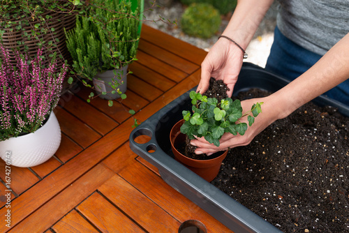 Closeup of hands potting a small ivy plant into a flowerpot with soil on a wooden table, gardening and plant care activity in an outdoor backyard setting