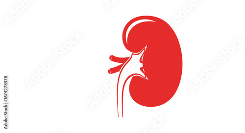 Simplified red kidney illustration on a white background for educational purposes