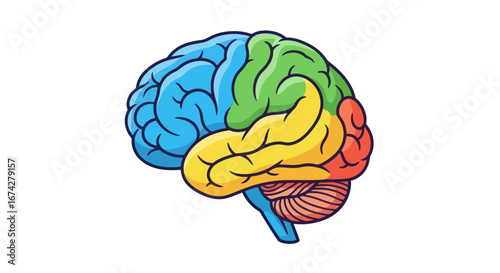 Stylized human brain illustration showcasing anatomical divisions with vibrant color coding