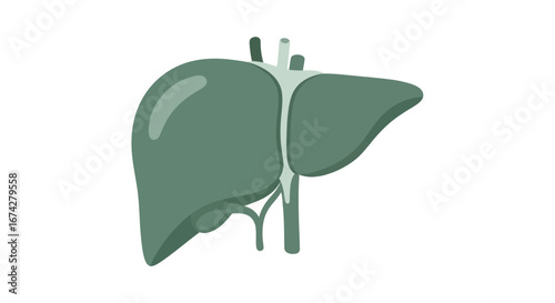 Stylized illustration of human liver anatomy featuring vessels and structural details for medical