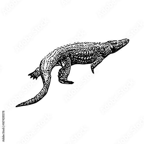 Black and white vector of crocodile in walking pose, vintage engraving detailed artwork.