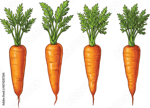 Fresh carrot cartoon vector illustration set, organic vegetable design, healthy food, farm product, nature root crop, vegan diet art