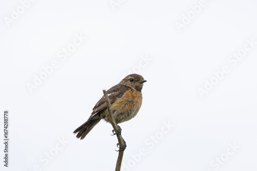 Photography Female European Stonechat (Saxicola rubicola), common in coastal scrub and heath