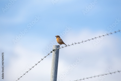 Photography Female European Stonechat (Saxicola rubicola), common in coastal scrub and heath