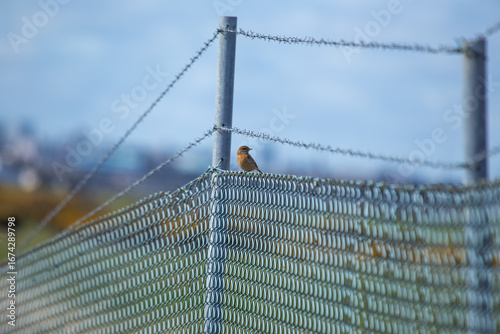 Photography Female European Stonechat (Saxicola rubicola), common in coastal scrub and heath