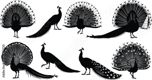 Vector Silhouette Illustration of Seven Stylized Peacocks in Varied Poses with Ornate Tail Feather Designs on White Background