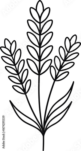 lavender flower line art vector icon on white background