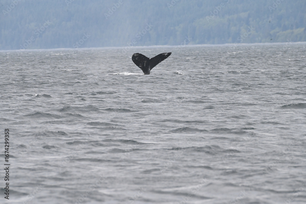 Naklejka premium whale tail 
