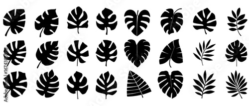 Monstera Palm and Tropical Leaf Silhouettes Collection Black Botanical Vector Set Isolated on White Background