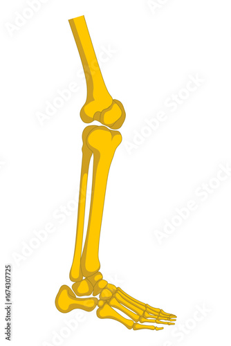 Human Leg Skeleton Anatomy Illustration of Bones in Detail for Educational Purposes