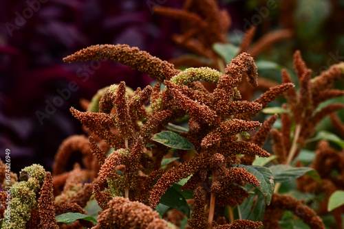 Fotografie tones of russet in many Brown Amaranth flowers blooming on garden plants