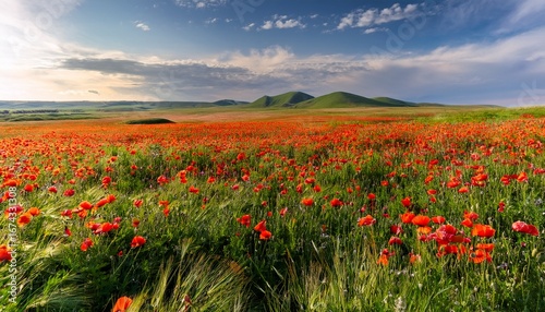 a vibrant field of red poppies in kalmykia the flowers bloom amidst lush green grass creating a striking contrast in the landscape