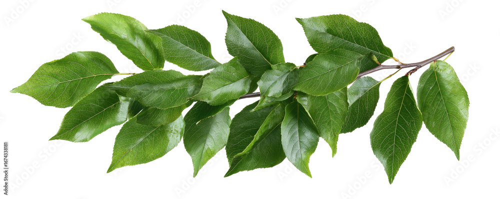 Fototapeta premium Lush green leaves on a branch (2)