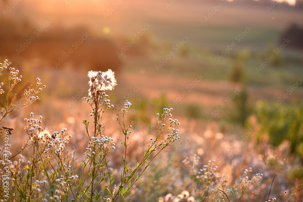 Fototapeta premium Delicate background with meadow grass and beautiful spikelets. at sunset, evening time. autumn season, natural texture grass. blooming tender field flowers in grass. close-up blurred background