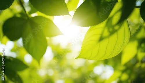 Sunlight filtering through fresh foliage creates a vibrant natural composition of plant leaves in the lush forest.
