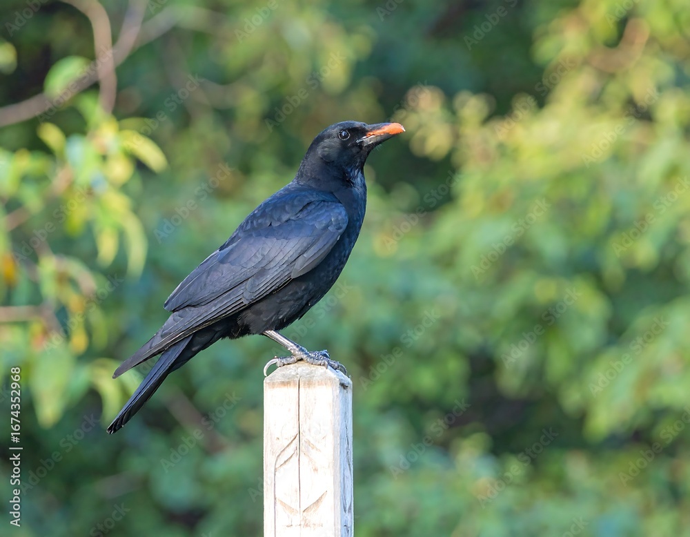 Fototapeta premium Black bird perched on a post